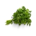 HIERBAS FRESCAS CILANTRO GMR 150 GR.