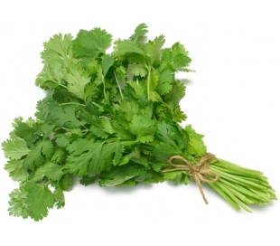 HIERBAS FRESCAS CILANTRO GMR C.-40/60 GR