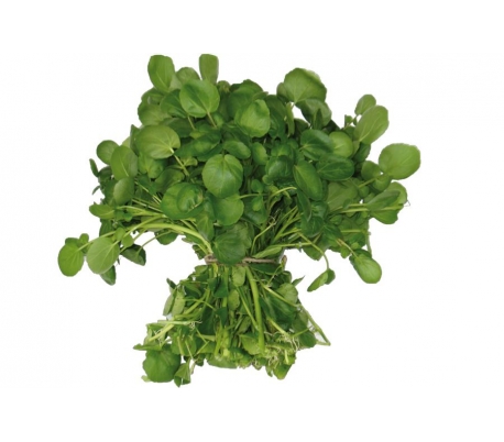 VERDURA BERRO AGUA JADIFE C.-300/400GR