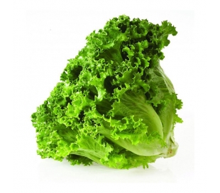 VERDURA ENVASADA LECHUGA BATAVIA LECHUGAS ROSARIO C.-600/1100GR