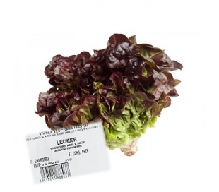 FRUTERIA LECHUGA HOJA ROBLE . UNIDAD