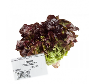 VERDURA ENVASADA LECHUGA HOJA ROBLE IZAÑA 1 UN.