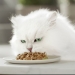 comida-gatos-mon-petit-selcarne-gourmet-pack-6x50-gr