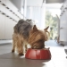 comida-perros-active-purina-activ-800-grs