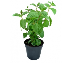 PLANTAS AROMATICAS STDAS.